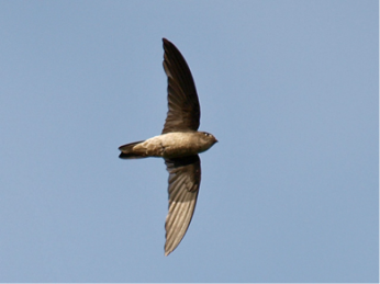 Black-nest swiftlet (Aerodramus maximus) at Upper Pierce reservoir, Singapore Source: Flickr, Photo by Wokoti, 7 Sept 2008.